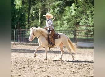 Quarter Pony, Wałach, 4 lat, 122 cm, Cremello