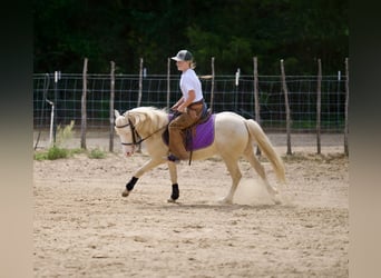 Quarter Pony, Wałach, 4 lat, 122 cm, Cremello