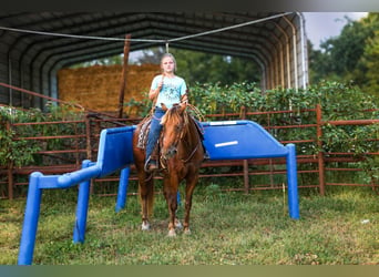 Quarter Pony, Wałach, 4 lat, 132 cm, Gniada