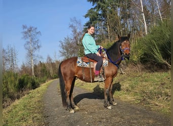 Quarter Pony, Wałach, 4 lat, 146 cm, Gniada