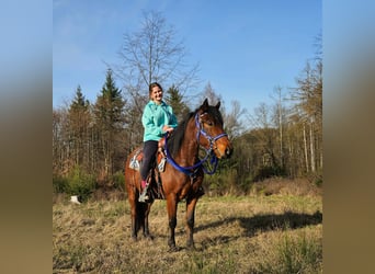 Quarter Pony, Wałach, 4 lat, 146 cm, Gniada