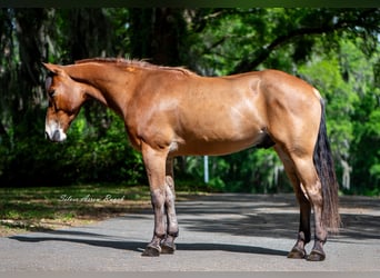 Quarter Pony, Wałach, 4 lat, Gniada