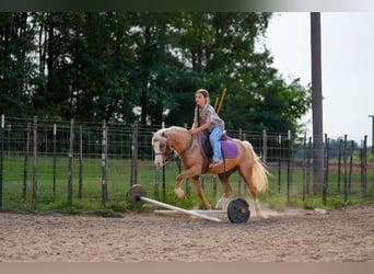 Quarter Pony, Wałach, 4 lat, Izabelowata