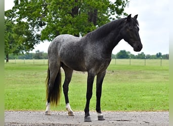 Quarter Pony, Wałach, 4 lat, Karodereszowata