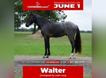 Quarter Pony, Wałach, 4 lat, Karodereszowata