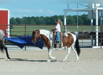 Quarter Pony, Wałach, 4 lat, Srokata
