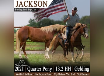 Quarter Pony, Wałach, 5 lat, 137 cm, Cisawa