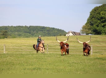 Quarter Pony, Wałach, 5 lat, Jelenia