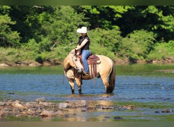 Quarter Pony, Wałach, 5 lat, Jelenia