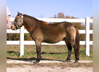 Quarter Pony, Wałach, 6 lat, 119 cm, Jelenia