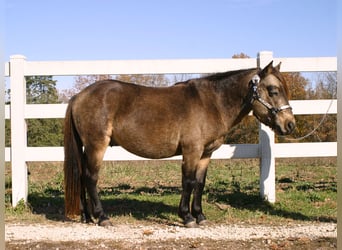 Quarter Pony, Wałach, 6 lat, 119 cm