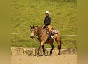 Quarter Pony, Wałach, 6 lat, 140 cm, Jelenia