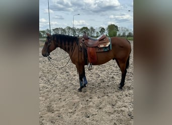 Quarter Pony, Wałach, 6 lat, 142 cm, Gniada