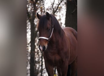 Quarter Pony, Wałach, 6 lat, 142 cm, Gniada