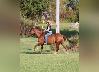 Quarter Pony, Wałach, 6 lat, 147 cm, Ciemnokasztanowata