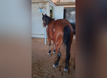 Quarter Pony, Wałach, 6 lat, 148 cm