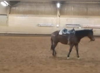 Quarter Pony, Wałach, 6 lat, 148 cm