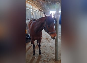 Quarter Pony, Wałach, 6 lat, 148 cm