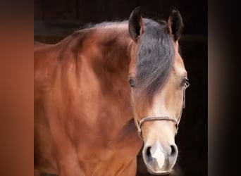 Quarter Pony, Wałach, 6 lat, 148 cm