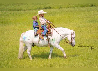 Quarter Pony Mix, Wałach, 7 lat, 119 cm, Siwa