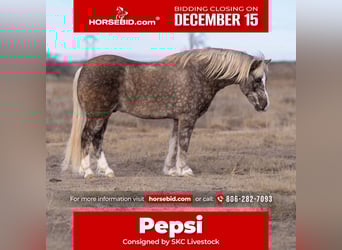 Quarter Pony, Wałach, 7 lat, 127 cm, Siwa