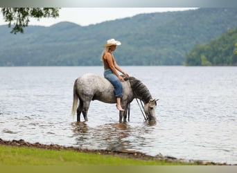 Quarter Pony, Wałach, 7 lat, 127 cm, Siwa