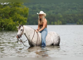 Quarter Pony, Wałach, 7 lat, 127 cm, Siwa
