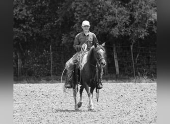 Quarter Pony, Wałach, 7 lat, 132 cm