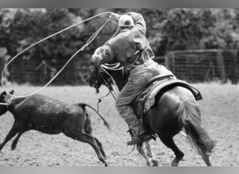 Quarter Pony, Wałach, 7 lat, 132 cm