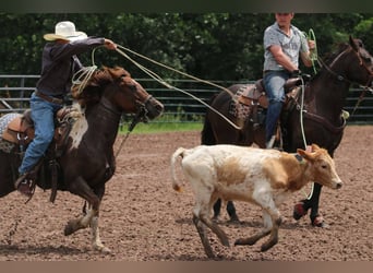 Quarter Pony, Wałach, 7 lat, 132 cm