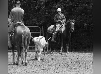 Quarter Pony, Wałach, 7 lat, 132 cm