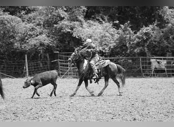 Quarter Pony, Wałach, 7 lat, 132 cm