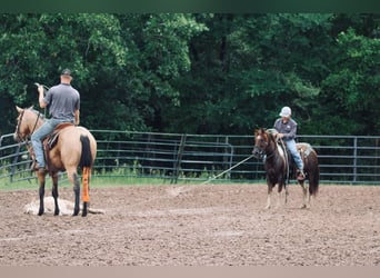Quarter Pony, Wałach, 7 lat, 132 cm