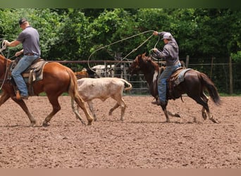Quarter Pony, Wałach, 7 lat, 132 cm