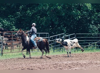 Quarter Pony, Wałach, 7 lat, 132 cm