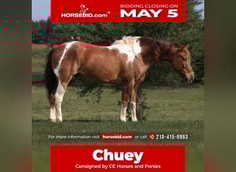 Quarter Pony, Wałach, 7 lat, 132 cm