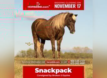 Quarter Pony, Wałach, 7 lat, 137 cm, Izabelowata