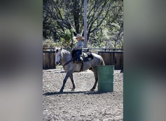 Quarter Pony, Wałach, 7 lat, 137 cm, Siwa