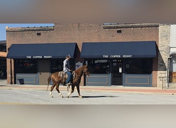 Quarter Pony, Wałach, 7 lat, 142 cm, Cisawa
