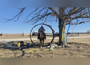 Quarter Pony, Wałach, 7 lat, 142 cm, Cisawa