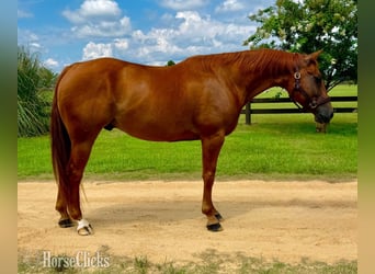 Quarter Pony, Wałach, 7 lat, 152 cm, Gniada