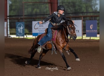 Quarter Pony, Wałach, 7 lat, Gniada