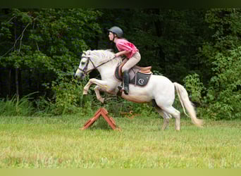 Quarter Pony Mix, Wałach, 8 lat, 119 cm, Siwa