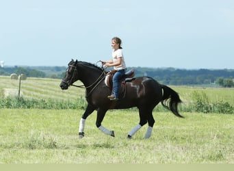 Quarter Pony, Wałach, 8 lat, 132 cm, Kara