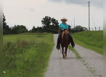 Quarter Pony, Wałach, 8 lat, 135 cm, Cisawa