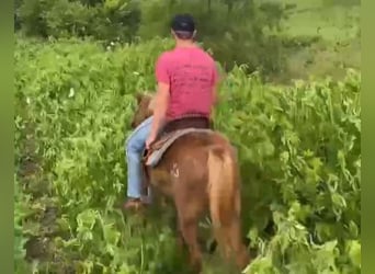 Quarter Pony, Wałach, 8 lat, 135 cm, Cisawa