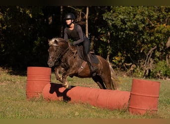 Quarter Pony, Wałach, 8 lat, 137 cm, Izabelowata