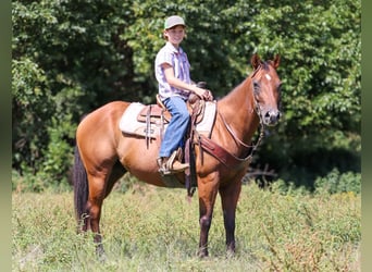 Quarter Pony, Wałach, 8 lat, 140 cm, Gniada