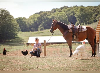 Quarter Pony, Wałach, 8 lat, 140 cm, Gniada