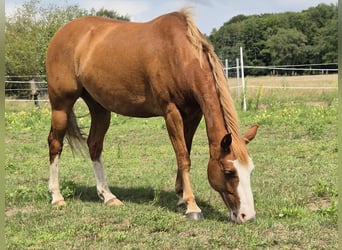 Quarter Pony Mix, Wałach, 8 lat, 140 cm, Kasztanowata